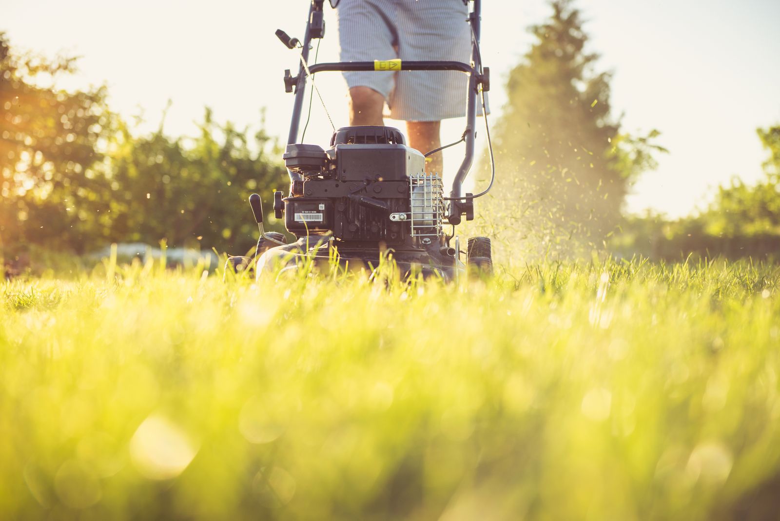 Standard Lawn Mow
