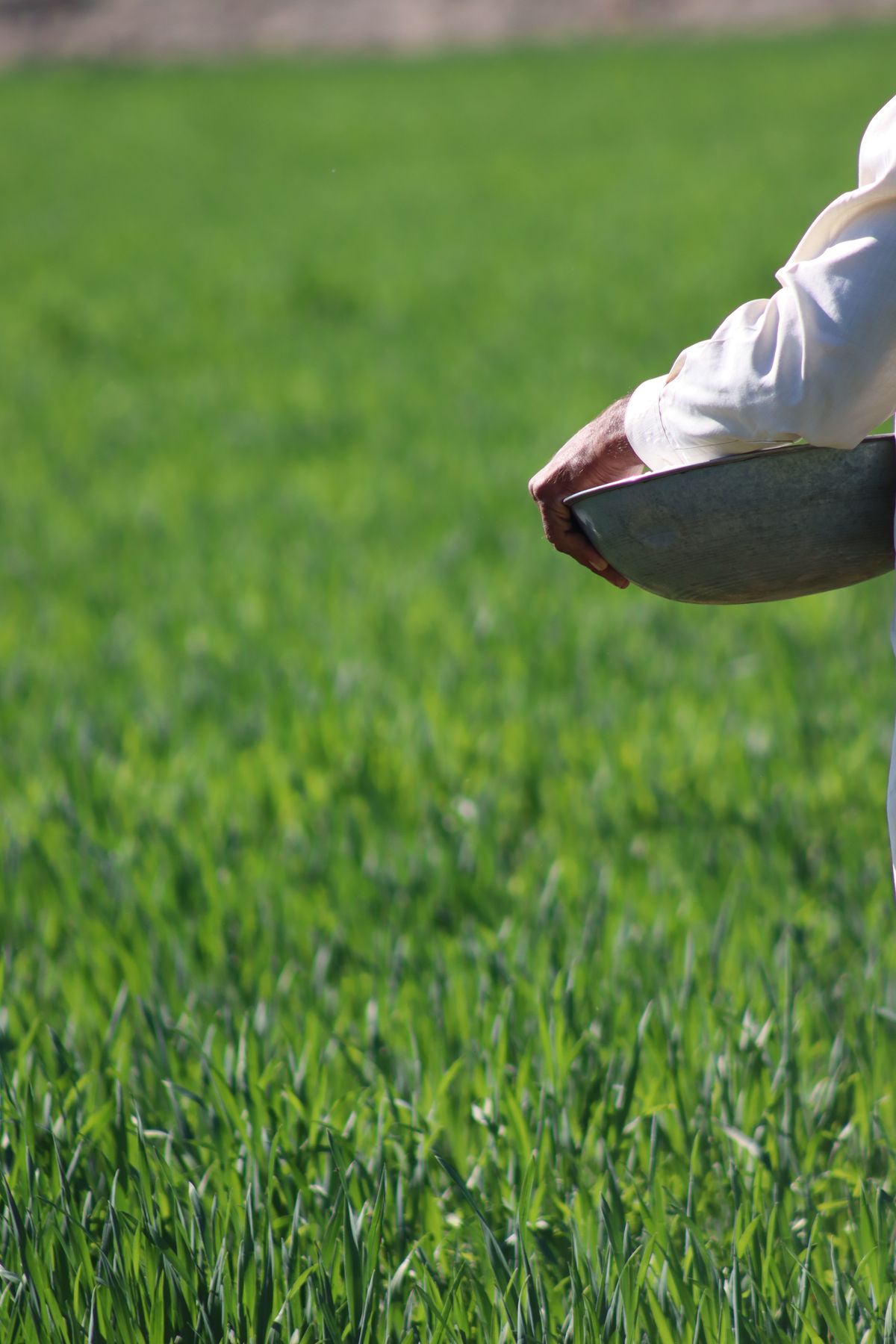 Lawn Repair Seed Mix